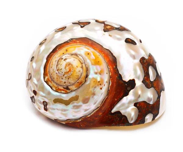 stock image Sea shell isolated on white