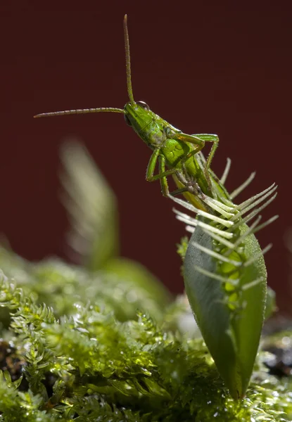 Gräshoppa fångas av insektsätande venus fly trap — Stockfoto