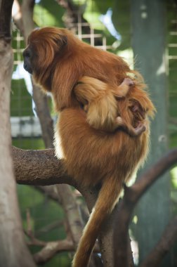 Lion tamarin monkeys with a baby of a few weeks
