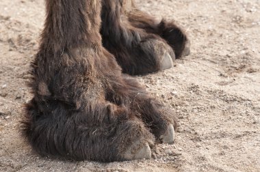 bir deve belgili tanımlık paws closeup