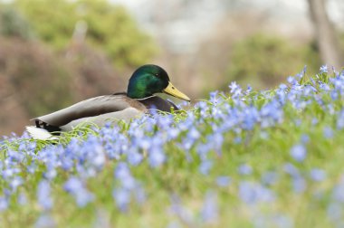 Mallard, wild duck (Anas platyrhynchos) , dabbling duck clipart