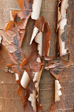 Bark detail of the Paperbark Maple tree, Acer griseum clipart