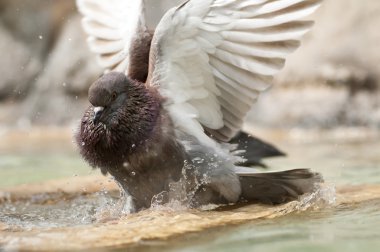 kahverengi pidgeon bir çeşme suyu banyo