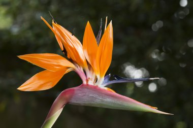 Strelitzia, bird of paradise flower, crane flower. clipart