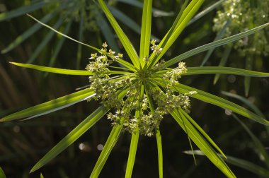 European plant of papyrus reed closeup clipart