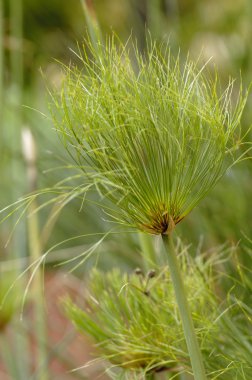 Cyperus papyrus plant of Egypt for paper clipart