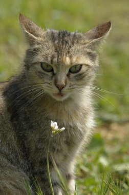 Sana bakıp iç kedi