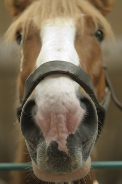 Detail of the head of a draft horse clipart