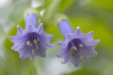 Two blue flowers with bell shape clipart