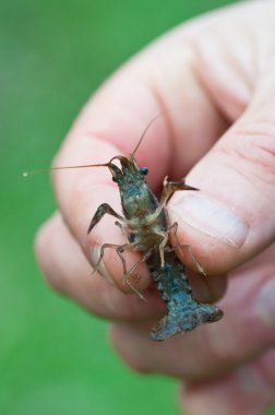 yabancı türlerin luisiana karides Avrupa taze weaters içinde