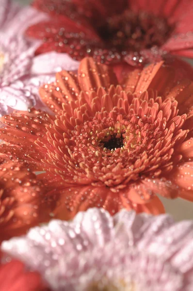 Roze, oranje en rood gerber bloemen in volle bloei — Stockfoto