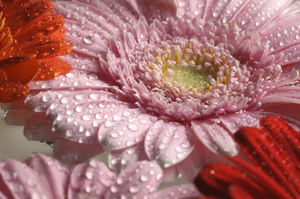 Roze, oranje en rood gerber bloemen in volle bloei — Stockfoto