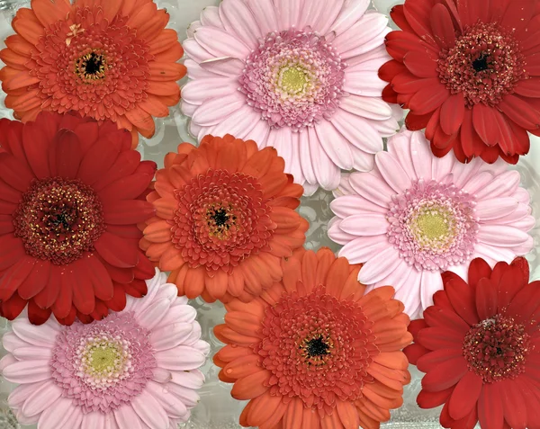 Fleurs Gerber rose, orange et rouge en pleine floraison — Photo