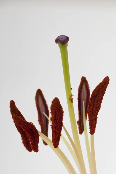 Λεπτομέρεια της στημόνας με σκόνη γύρη ενός λουλουδιού lilium — Φωτογραφία Αρχείου