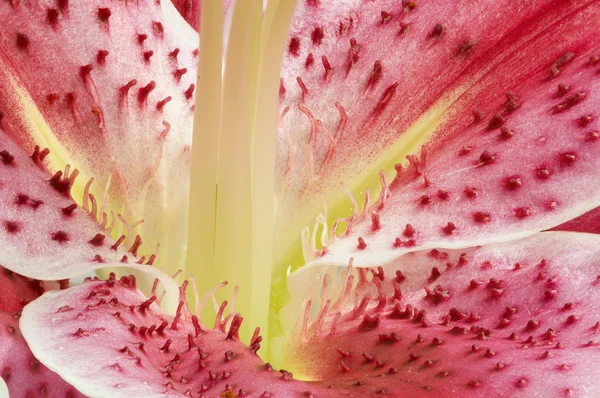 Докладно на stamen з пилок порошок Лілія квітки — стокове фото