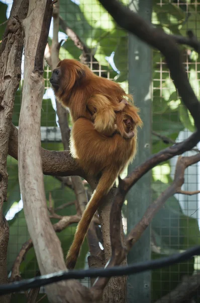 Monos de tamarín león con un bebé de unas pocas semanas —  Fotos de Stock