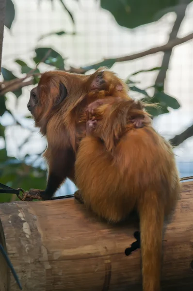 Macacos-tamarin-leões com um bebé de algumas semanas — Fotografia de Stock
