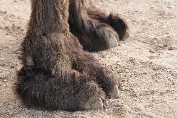 Closeup of the paws of a camel — Stock Photo, Image