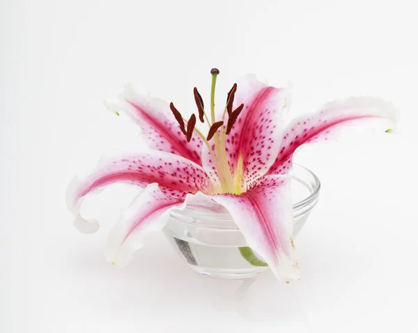Декоративний рожевий і білий лілійний квітковий білий стіл — стокове фото