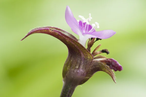 Mały fioletowy kwiat z nieostre tło zielony — Zdjęcie stockowe