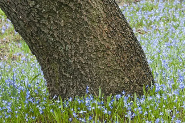 Дубовый ствол в окружении голубых цветов Scilla bifolia — стоковое фото