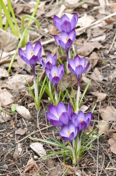 stock image Purple, white and yellow Crocus flowers in full bloom in sprin