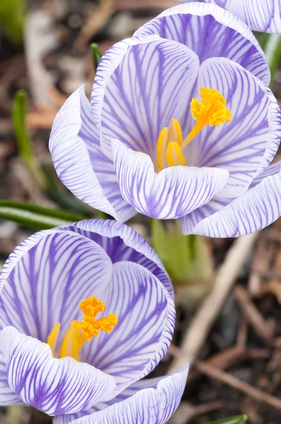Purple, white and yellow Crocus flowers in full bloom in sprin — Stock Photo, Image