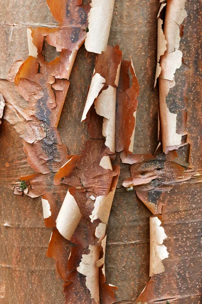 Detalle de corteza del árbol de arce de corteza de papel, Acer griseum —  Fotos de Stock