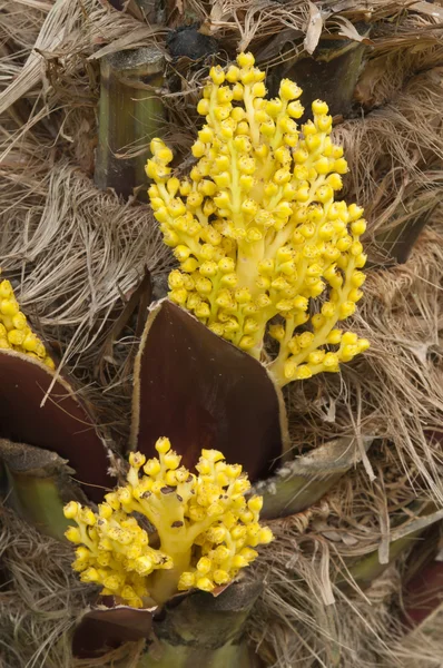 Detail of the yellow flowers of a palm tree — Stock Photo, Image