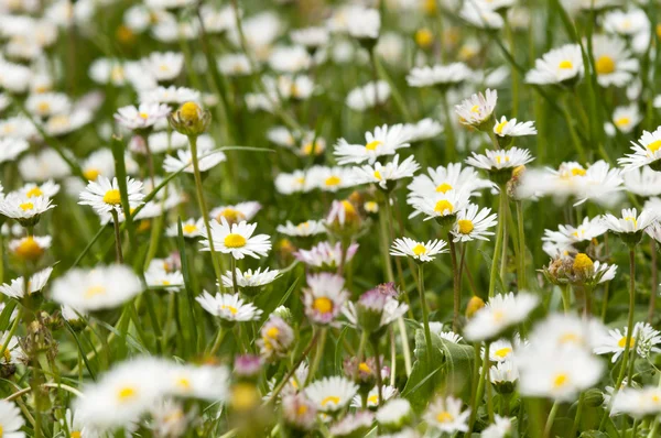 Hierba verde con flores de margarita blanca —  Fotos de Stock