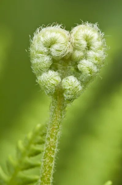 Detalhe de um broto de samambaia verde — Fotografia de Stock