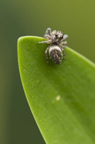 Spinne auf der Spitze eines grünen Blattes — Stockfoto