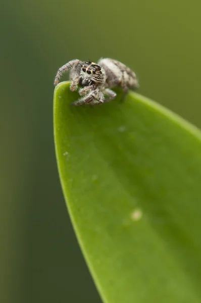 Spider on tip of a green leaf — Stock Photo, Image