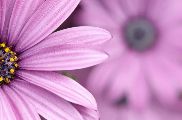 Fleur de marguerite violette et rose en fleur de fou — Photo