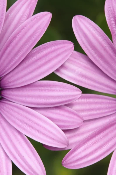Lila och rosa daisy blomman i fool Blom — Stockfoto