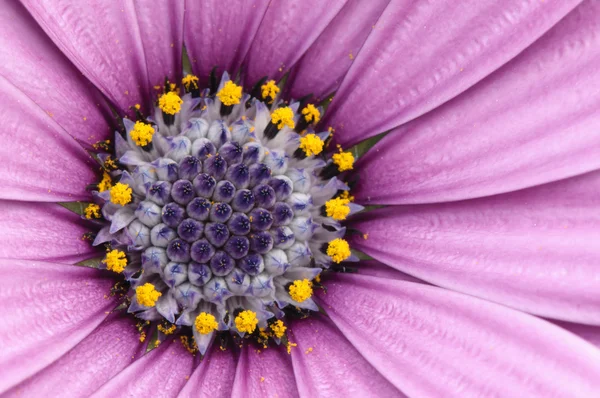 Flor de margarita púrpura y rosa en flor tonta — Foto de Stock