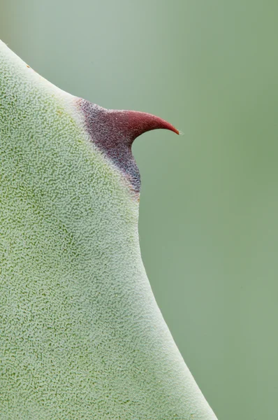 Detail of an Agave succulent plant thorn — Stockfoto