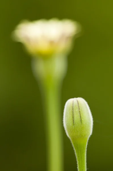Żółty mniszek pąki kwiatowe gotowość do otwarcia — Zdjęcie stockowe