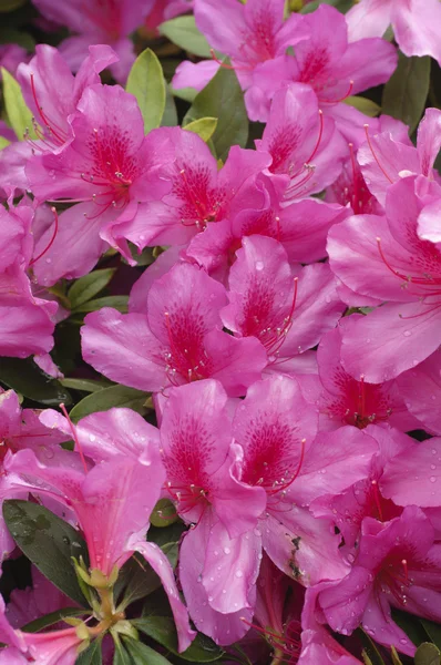 Fiori di azalea rosa e rossi in piena fioritura — Foto Stock