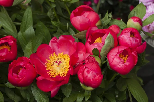 Красные и розовые цветы пеона в полном цвету — стоковое фото