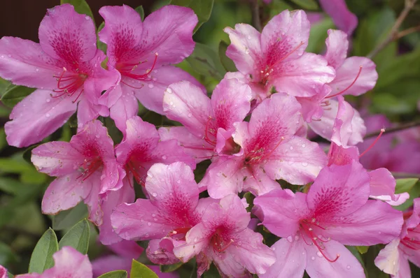 Pink and red Azalea flowers in full bloom — Stock Photo, Image