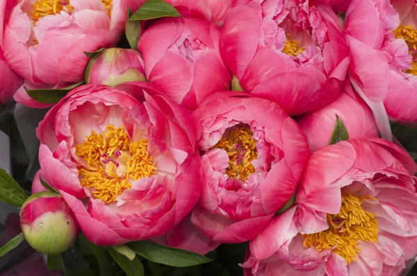 Flores de paeon rojas y rosadas en plena floración —  Fotos de Stock
