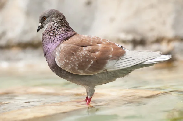Brown pidgeon taking a bath in a fountain water — Stock Photo, Image