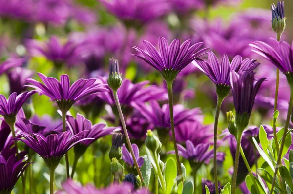 stock image Purple and pink daisy flower in fool bloom