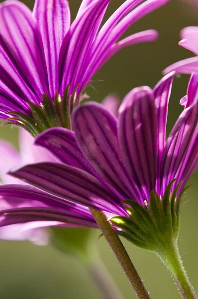 Fleur de marguerite violette et rose en fleur de fou — Photo