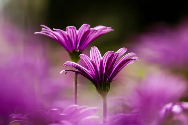 Purple and pink daisy flower in fool bloom — Stock Photo, Image