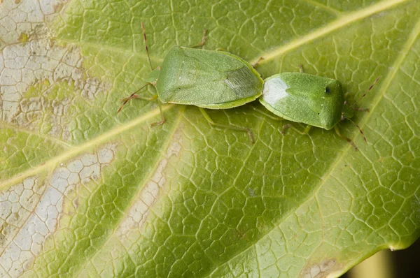 Zwei grüne Insekten, die sich auf einem Blatt paaren — Stockfoto