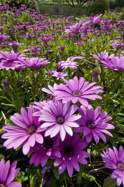 Flor de margarita púrpura y rosa en flor tonta —  Fotos de Stock