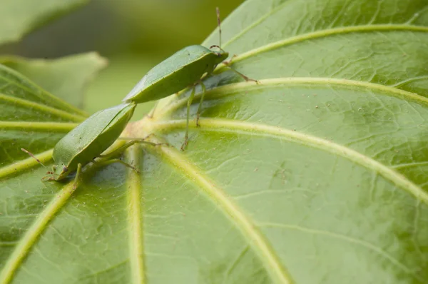 İki yeşil böcek bir yaprağına çiftleşme — Stok fotoğraf