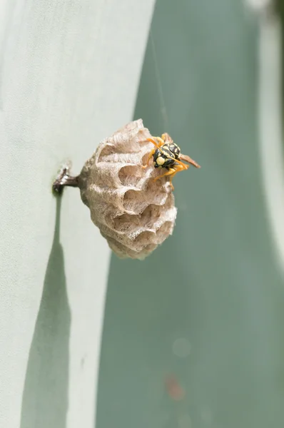 Wasp building its nest to breed — Stock Photo, Image